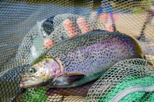 Fly fishing for trout 2024