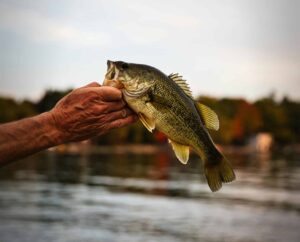 Angler holding a large bass caught during fly fishing at a calm lake, showcasing fly fishing for bass techniques to catch bigger fish